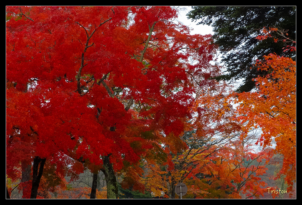 DSC00241.jpg - 20151031 秋天的童話-貴婦東京輕井澤紀行