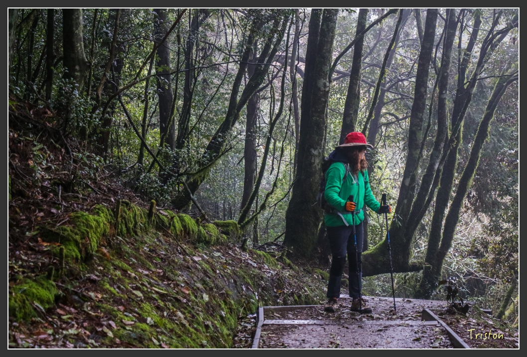 IMG_3315.jpg - 20160227 觀霧森林步道