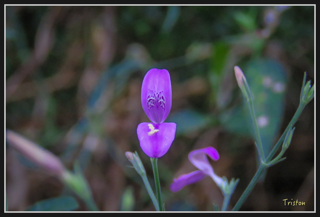 IMG_0658.jpg - 20170111 龍頭山步道、羅木斯步道、茂林谷瀑布