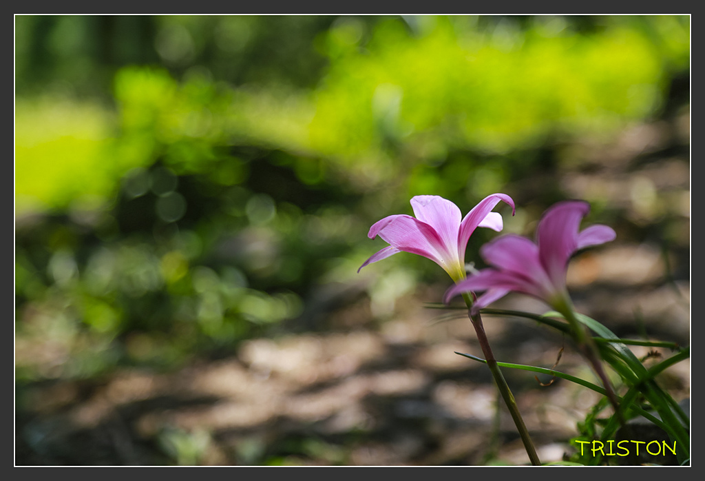 _H1A6461.jpg - 20170901 戀戀台九線