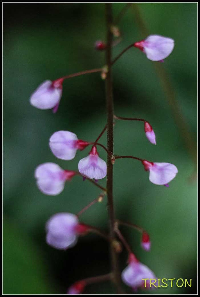 _MG_0045.jpg - 20170920 加里山