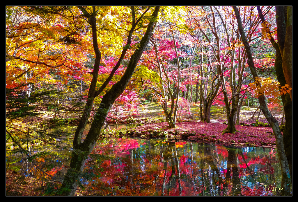 DSC00354.jpg - 20151031 秋天的童話-貴婦東京輕井澤紀行