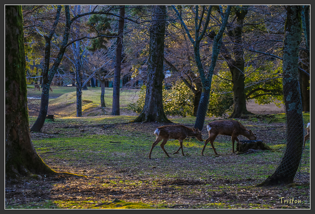 IMG_4210.jpg - 20160323 日本熊野古道健行