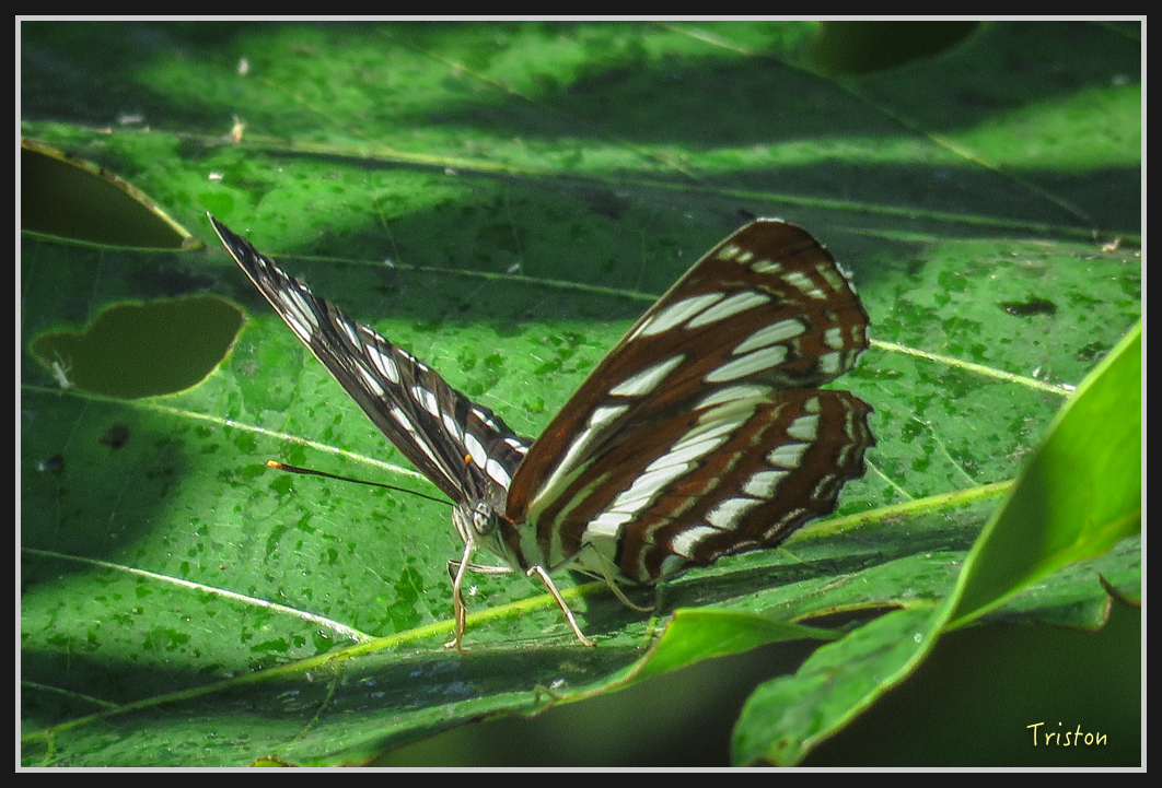 IMG_0666.jpg - 20170111 龍頭山步道、羅木斯步道、茂林谷瀑布