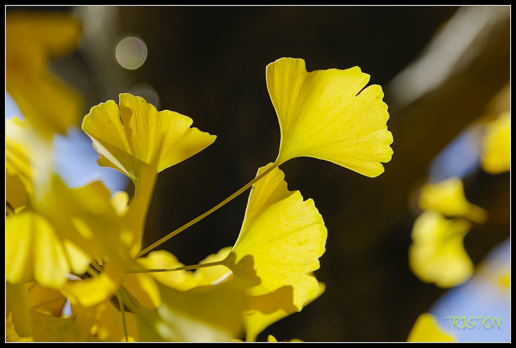 _H1A1596.jpg - 20171103 日本只見線、會津若松五色沼、昭和記念公園賞紅葉