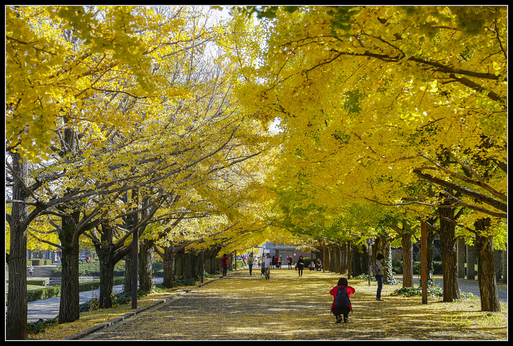 _H1A1578.jpg - 20171103 日本只見線、會津若松五色沼、昭和記念公園賞紅葉