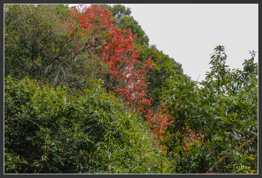 IMG_1159.jpg - 20151219 鳶嘴稍來山、小雪山林道