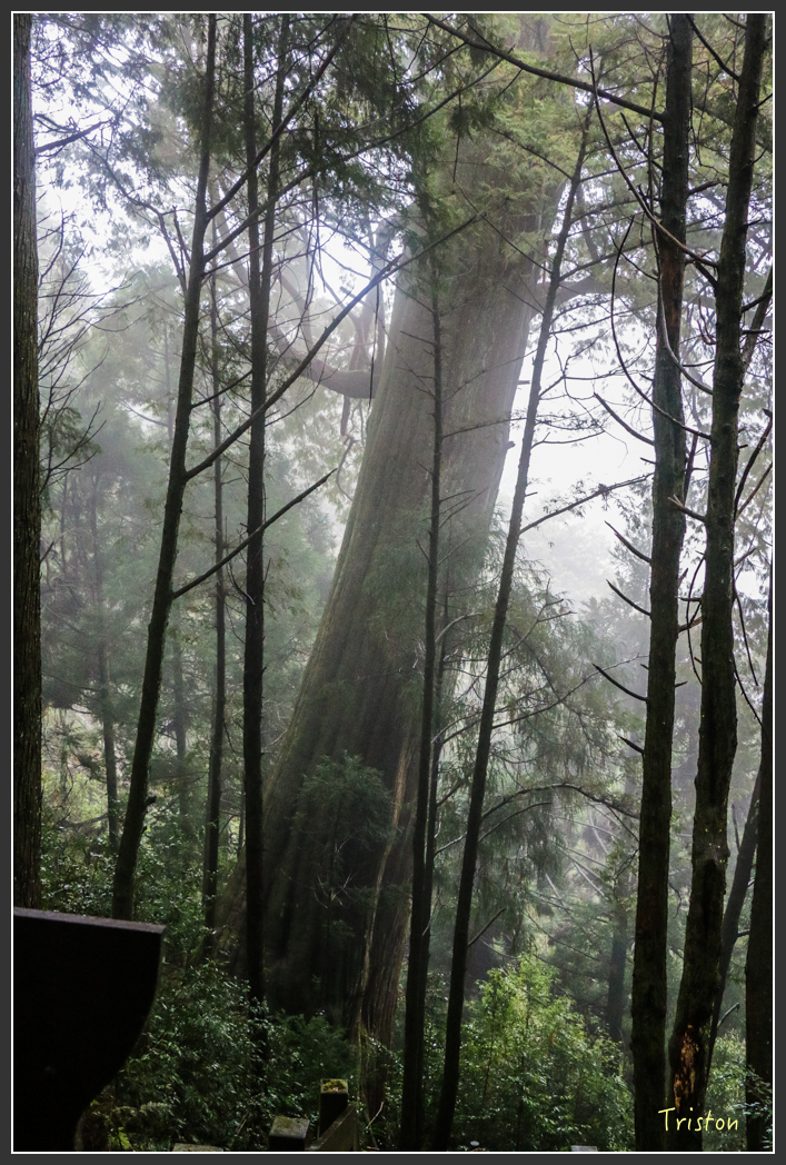 IMG_3312.jpg - 20160227 觀霧森林步道