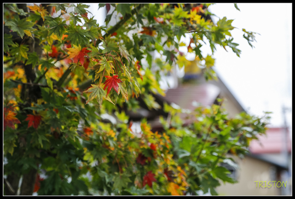 _H1A0712.jpg - 20171103 日本只見線、會津若松五色沼、昭和記念公園賞紅葉