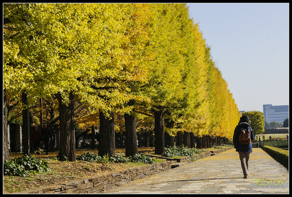 _H1A1585.jpg - 20171103 日本只見線、會津若松五色沼、昭和記念公園賞紅葉