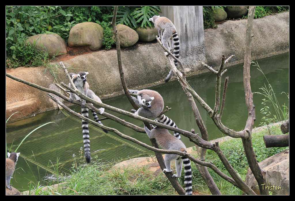 IMG_8142.jpg - 20150717 台北兒童新樂園 六福村