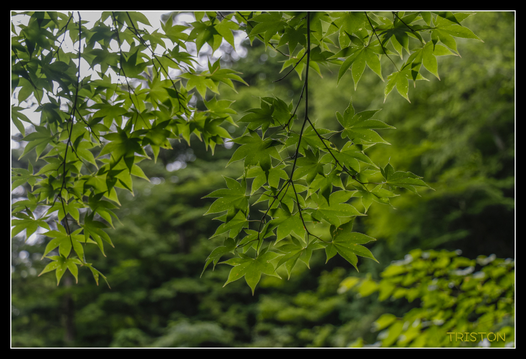 _MG_0871.jpg - 20170702 靜岡東海道之旅