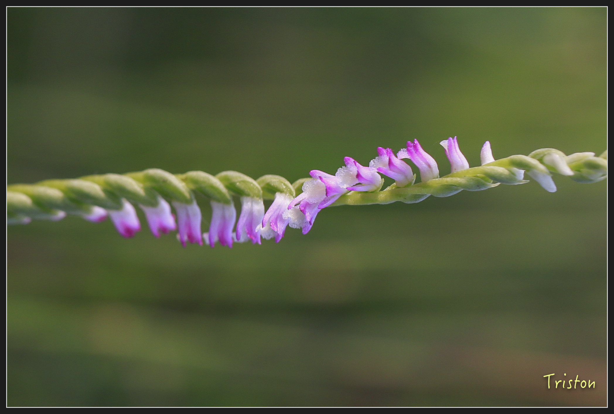_h1a2206_25968486117_x.jpg - 20180316 巴克禮公園 綬草