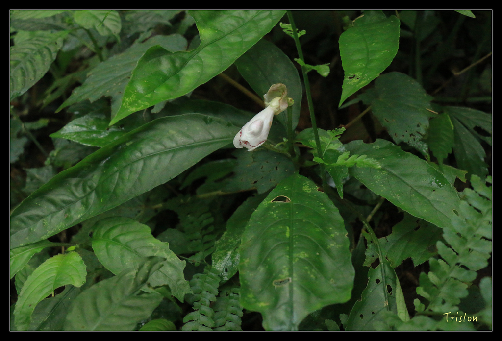 IMG_8444.jpg - 20151012 水社寮,四天王山