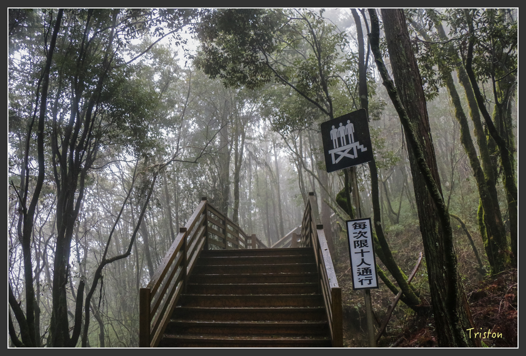 IMG_3324.jpg - 20160227 觀霧森林步道