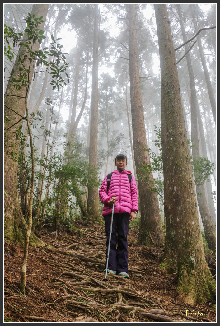 IMG_3447.jpg - 20160227 觀霧森林步道
