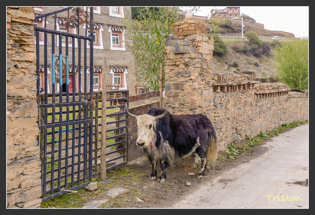 _MG_1378.jpg - 20161013 稻城亞丁