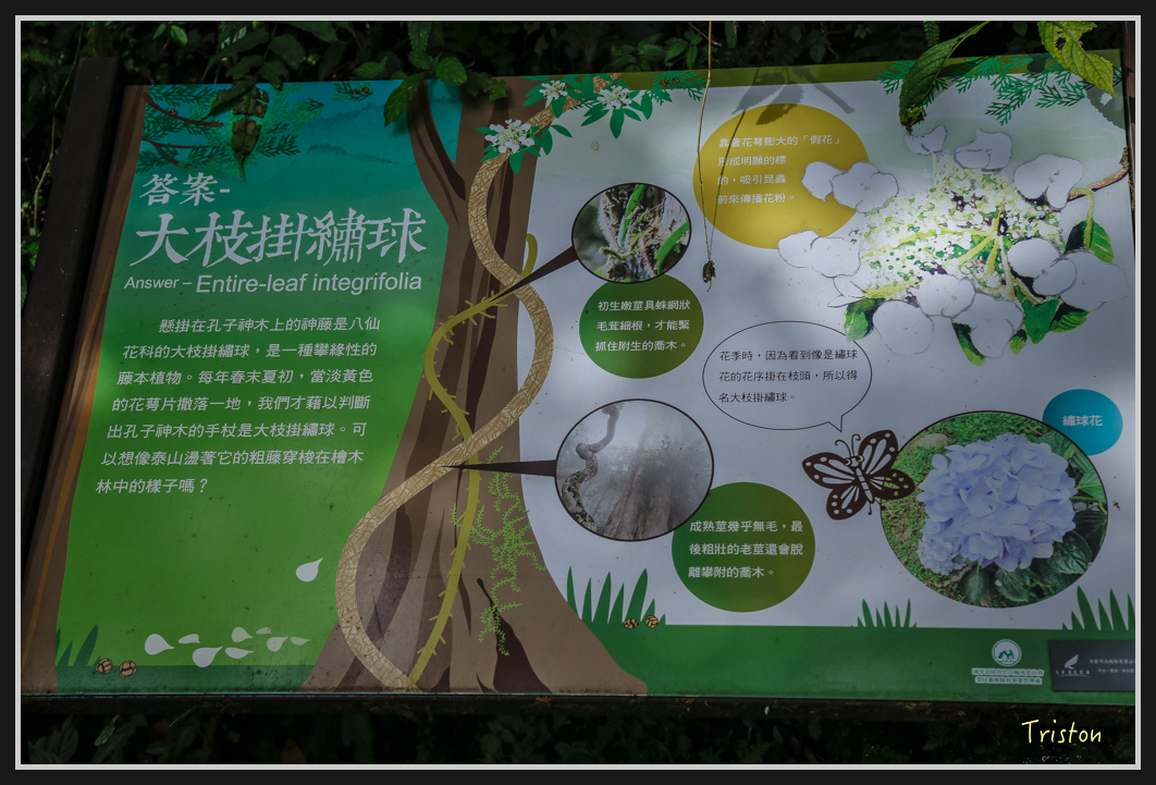 0088.jpg - 20161231 明池 神木園