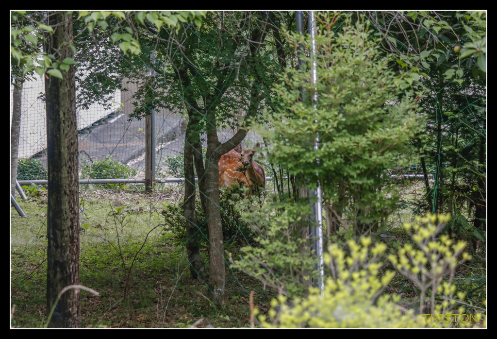 _MG_0897.jpg - 20170702 靜岡東海道之旅