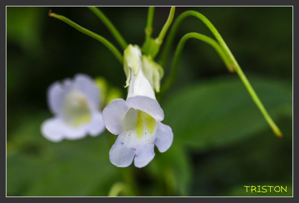 _H1A6866.jpg - 20170904 獨立山步道生態
