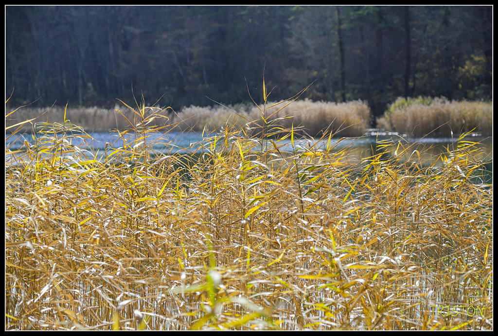 _H1A1313.jpg - 20171103 日本只見線、會津若松五色沼、昭和記念公園賞紅葉