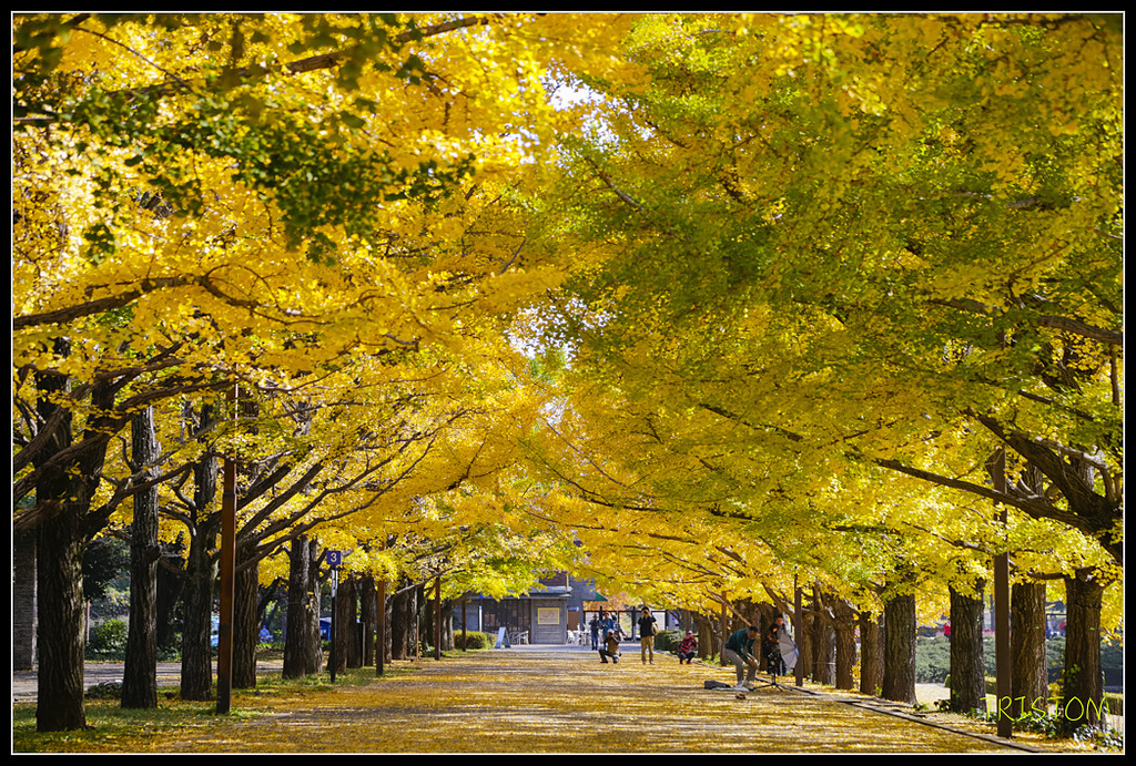 _H1A1601.jpg - 20171103 日本只見線、會津若松五色沼、昭和記念公園賞紅葉