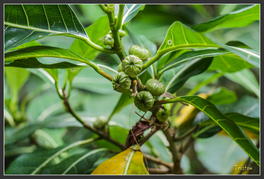 IMG_1303-2.jpg - 20160122 南仁湖、墾丁