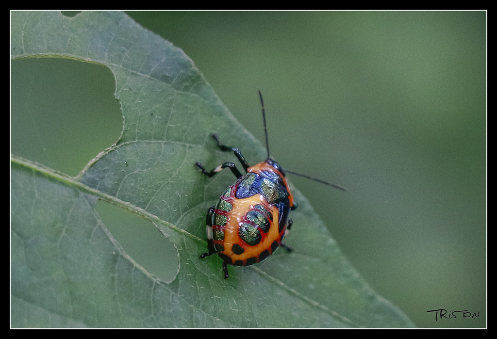 _MG_0030.jpg - 20170529 關仔嶺大凍山