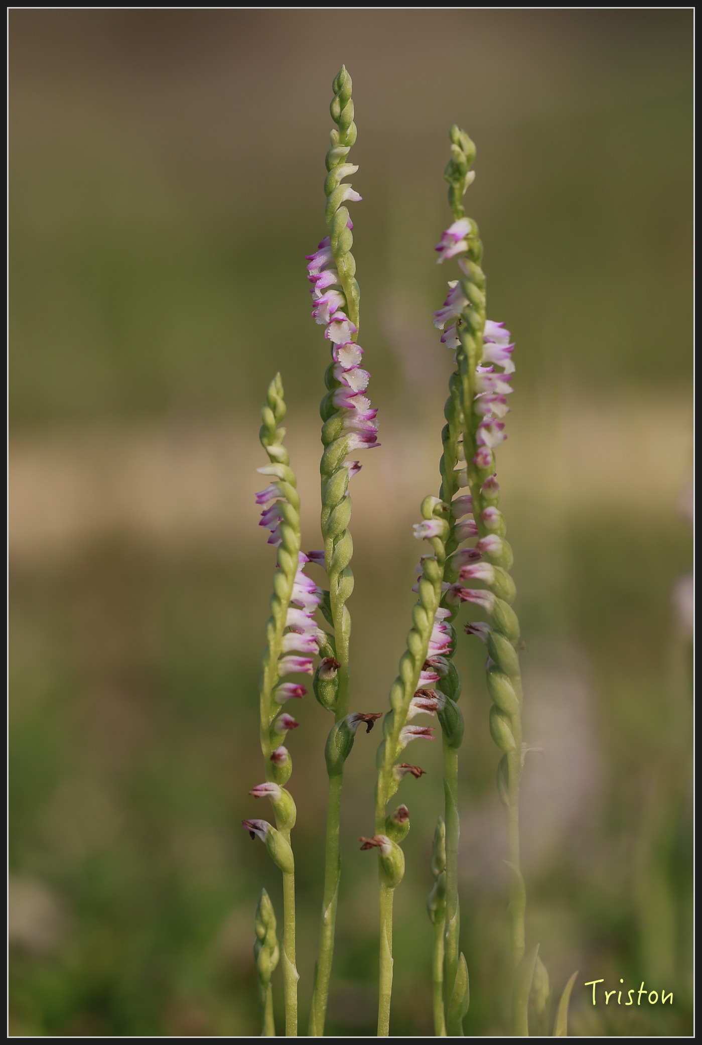 _h1a2035_40131378524_x.jpg - 20180316 巴克禮公園 綬草