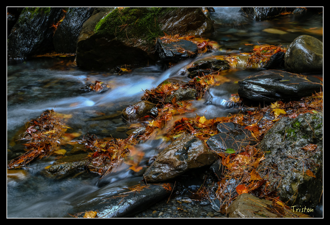 JH1A1045.jpg - 20151205 合歡溪步道、108K楓之谷
