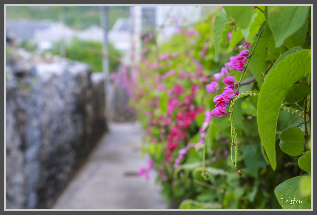 JH1A1385.jpg - 20160701 澎湖