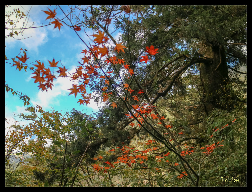 IMG_0931.jpg - 20151205 合歡溪步道、108K楓之谷