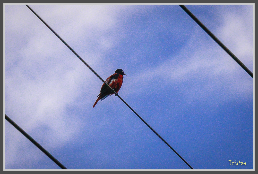 _MG_9205.jpg - 20160717 峰老師夜觀