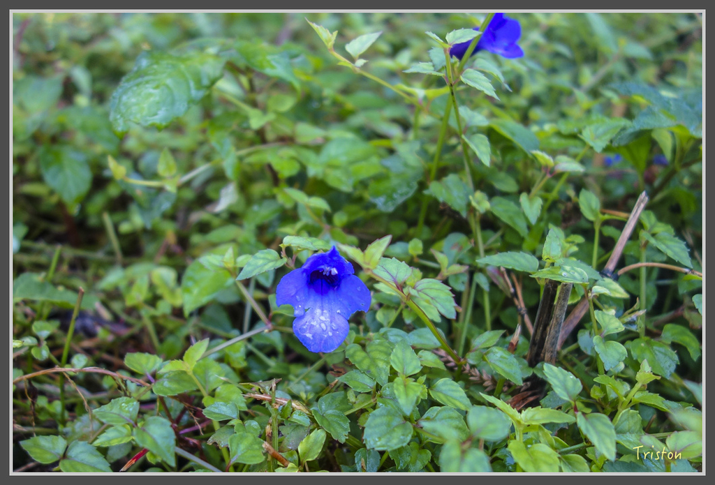 DSC00757.jpg - 20160924 溪頭台寅山