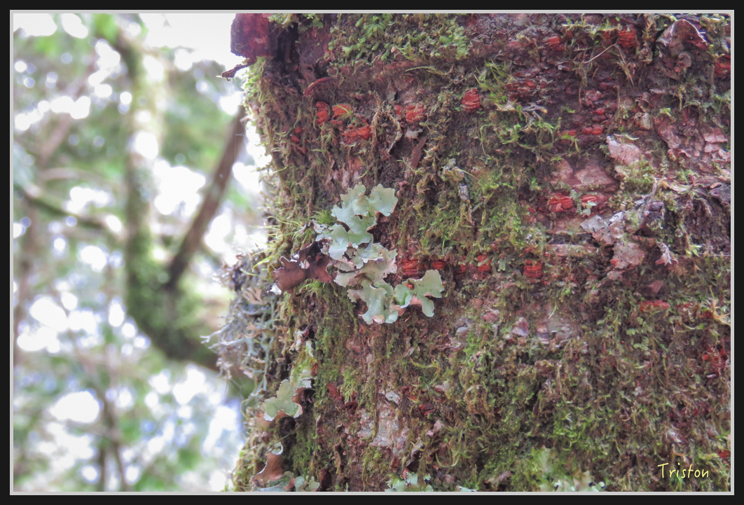00110.jpg - 20161231 明池 神木園