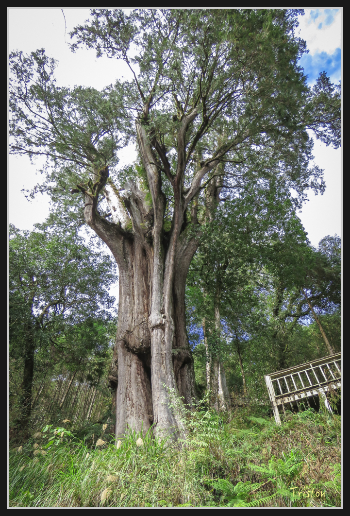 00103.jpg - 20161231 明池 神木園
