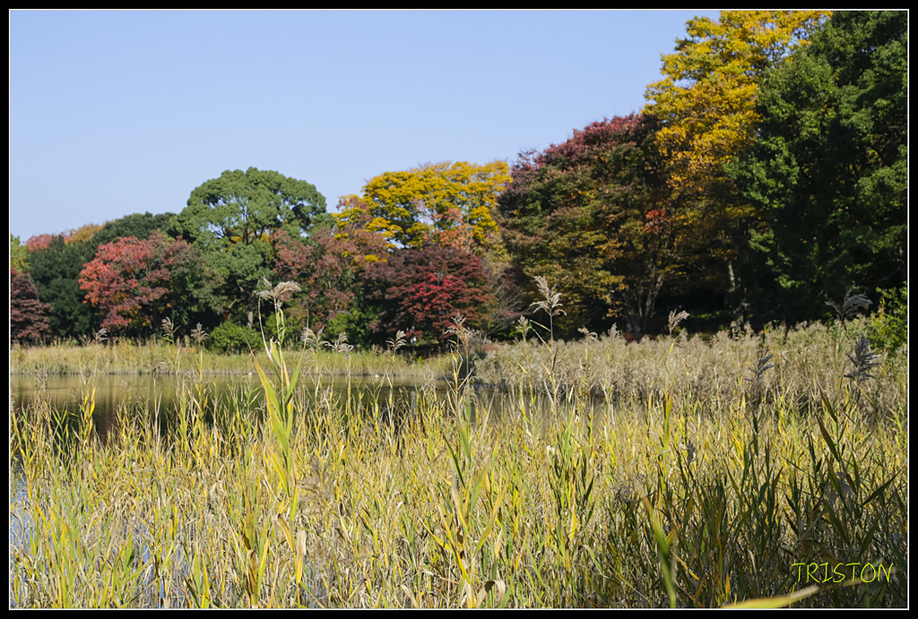_H1A1617.jpg - 20171103 日本只見線、會津若松五色沼、昭和記念公園賞紅葉