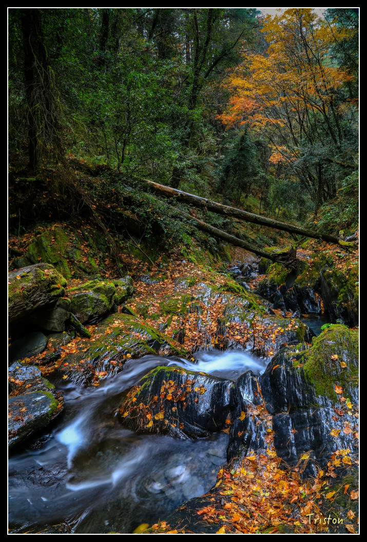 JH1A1052.jpg - 20151205 合歡溪步道、108K楓之谷