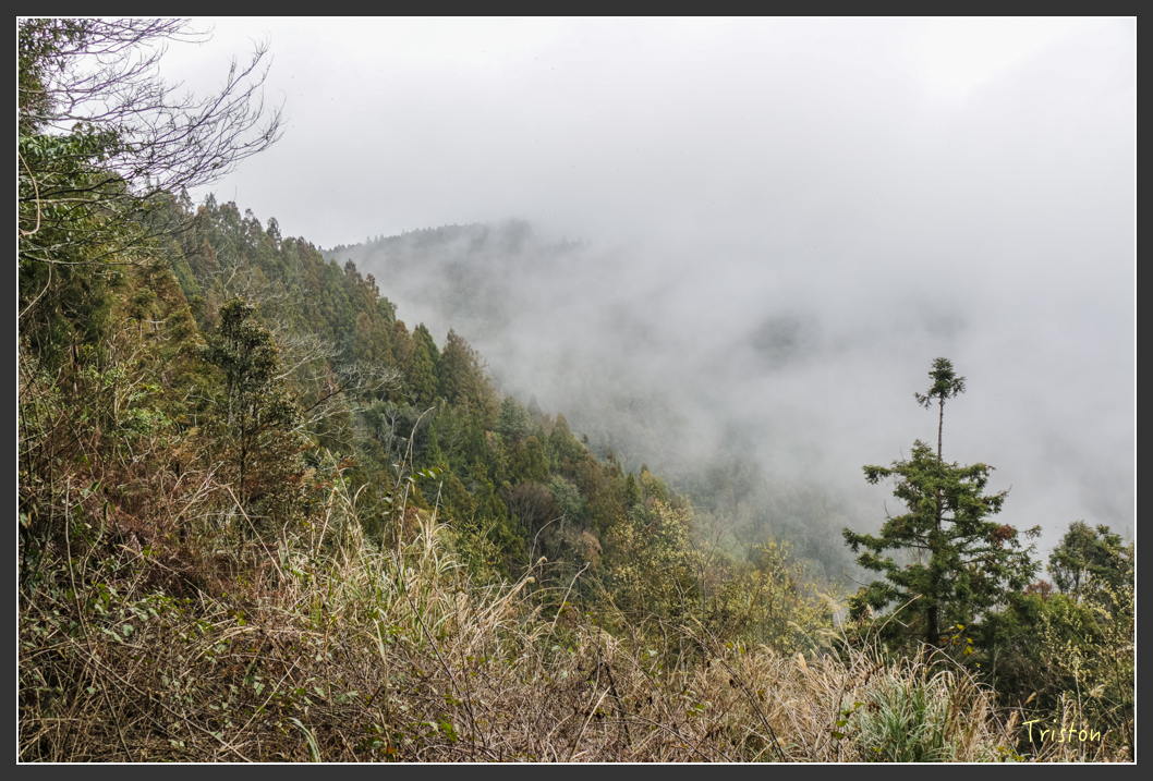 IMG_3463.jpg - 20160227 觀霧森林步道