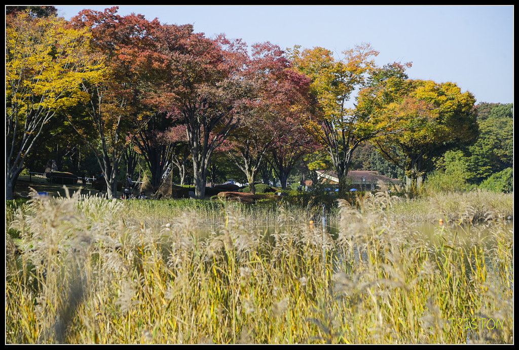 _H1A1620.jpg - 20171103 日本只見線、會津若松五色沼、昭和記念公園賞紅葉