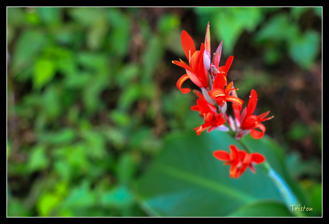 IMG_9656.jpg - 20151202 老七佳部落