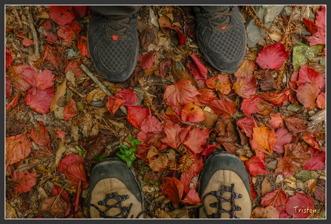 IMG_1156.jpg - 20151219 鳶嘴稍來山、小雪山林道