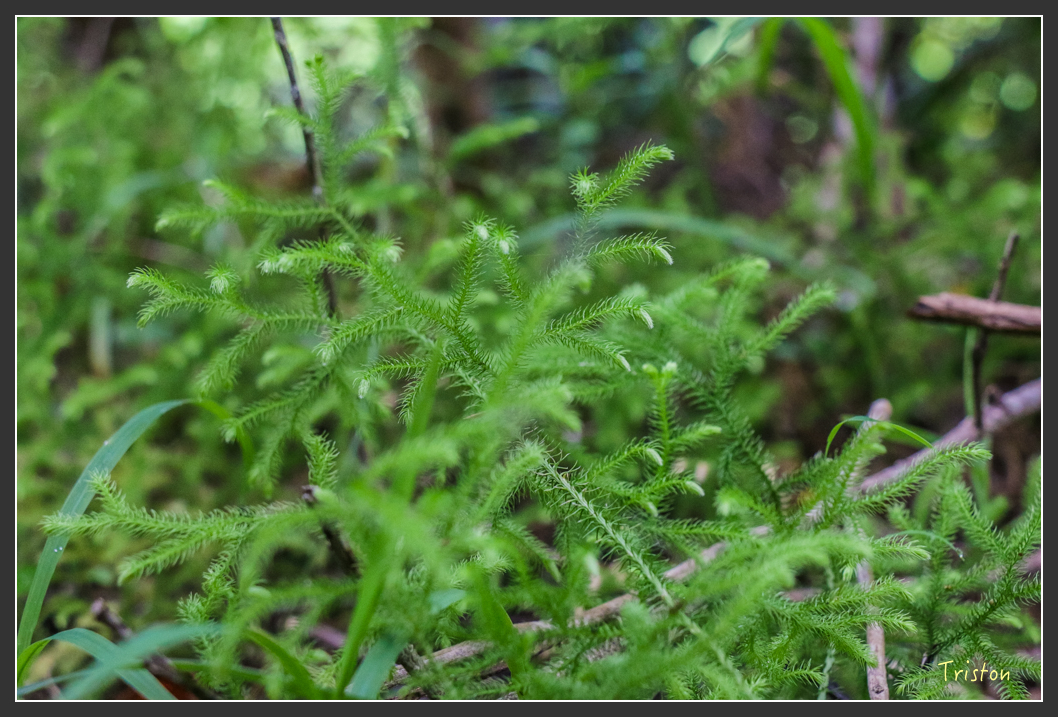 IMG_1438-2.jpg - 20160122 南仁湖、墾丁