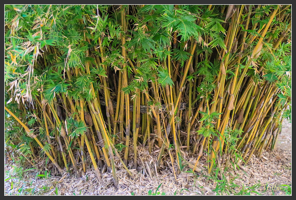 IMG_7081.jpg - 20160429 開元寺楹聯