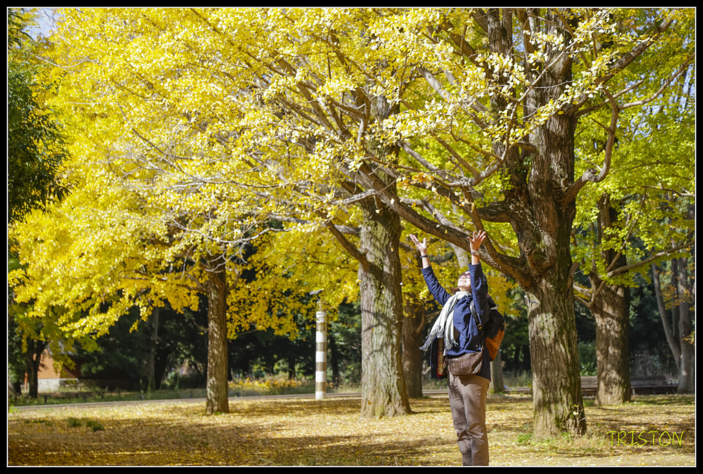 _H1A1685.jpg - 20171103 日本只見線、會津若松五色沼、昭和記念公園賞紅葉