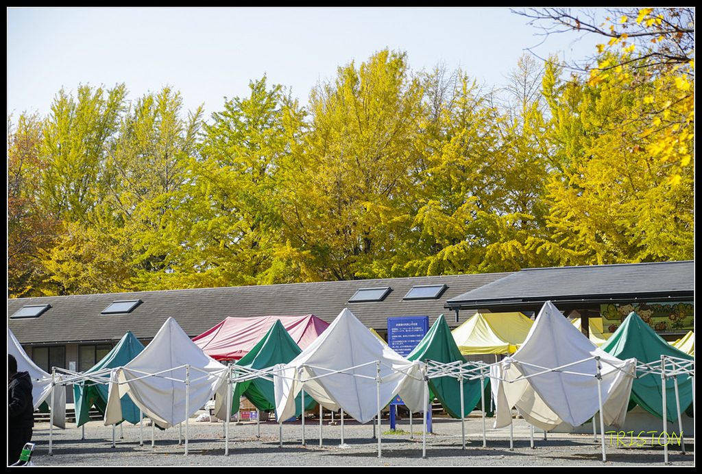 _H1A1668.jpg - 20171103 日本只見線、會津若松五色沼、昭和記念公園賞紅葉