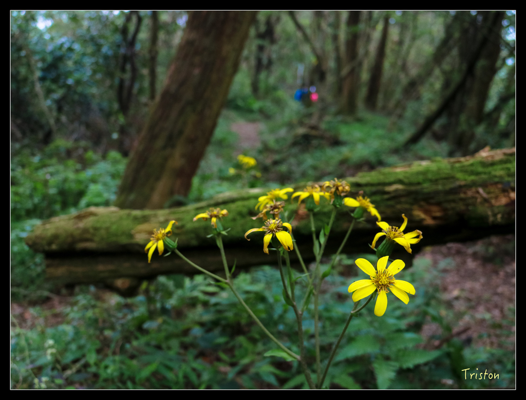 IMG_0573.jpg - 20151107 富士坪古道