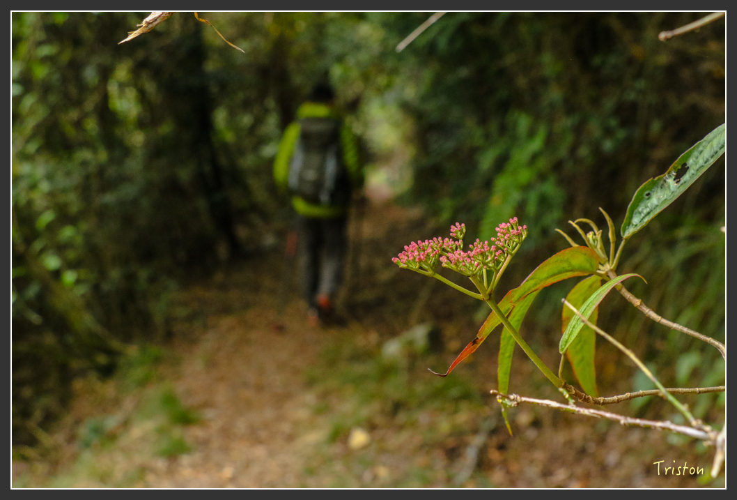 IMG_1157.jpg - 20151219 鳶嘴稍來山、小雪山林道