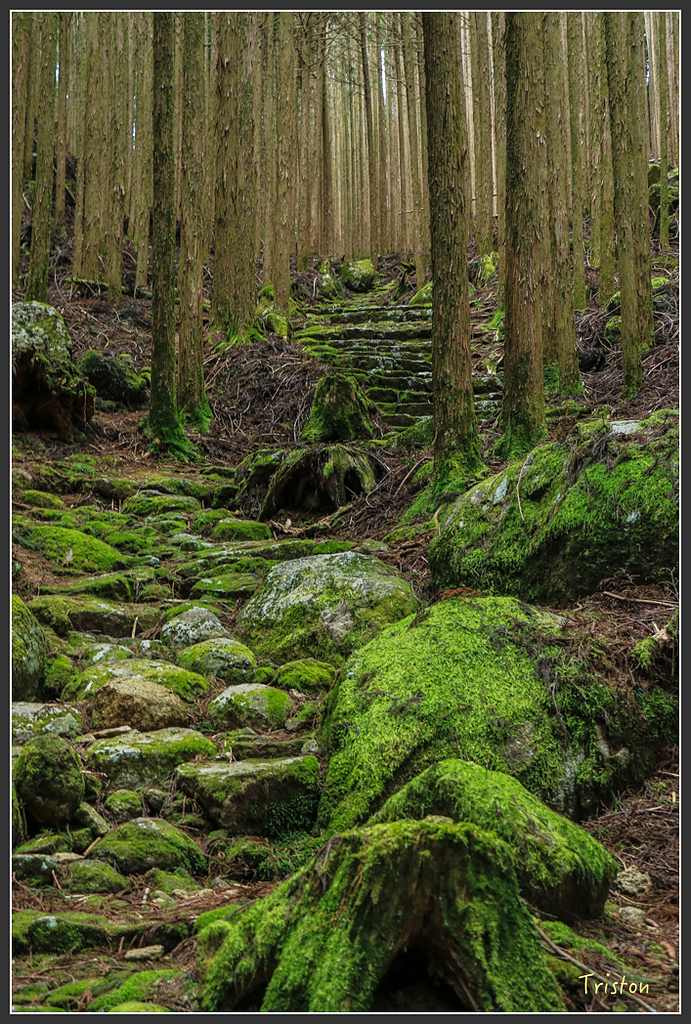 IMG_5493.jpg - 20160323 日本熊野古道健行