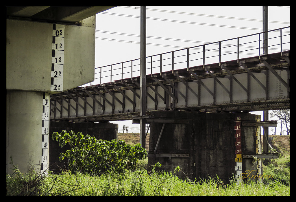 IMG_0007.jpg - 20170327 二層行溪鐵橋+環頸雉